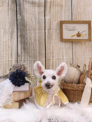 20241005小梅ちゃん